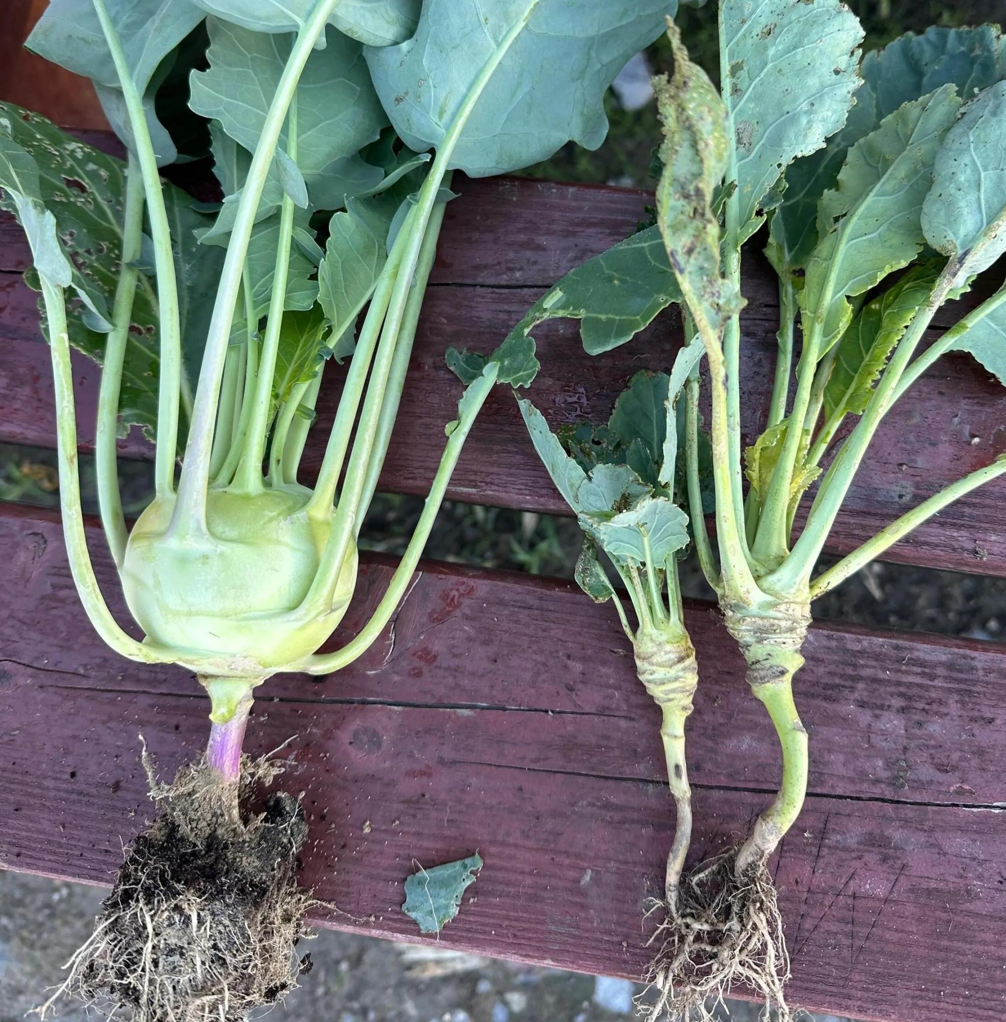 Left Turnip greens three weeks old, grown under flea beetle protective netting. Right Turnip greens over two months old, under flea beetle attack..jpg